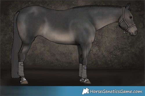 Horse Color:Black  and Black 