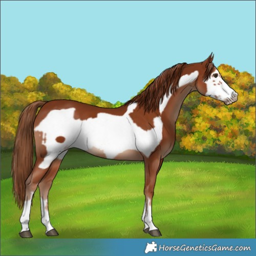 Horse Color:Chestnut and Chestnut Frame