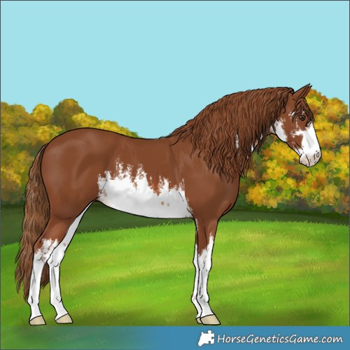 Horse Color:White Spotted Chestnut 