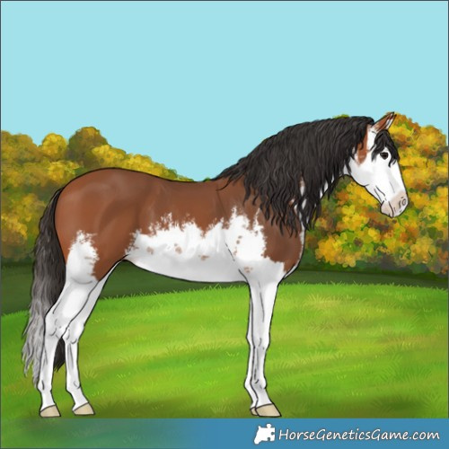 Horse Color:White Spotted Bay Splash 