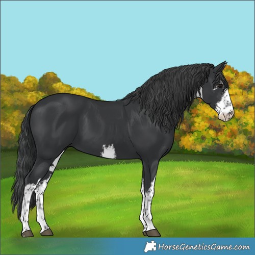 Horse Color:White Spotted Black 