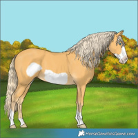 Horse Color:Palomino Frame