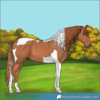 Horse Color:Chestnut Tobiano