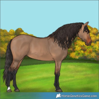 Horse Color:Bay Dun