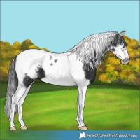 Horse Color:Powder White Black Splash Tobiano Frame 