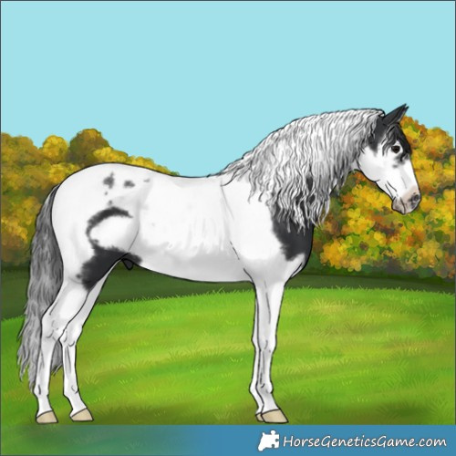 Horse Color:Black Splash Tobiano Frame 