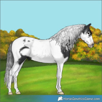 Horse Color:Black Splash Tobiano Frame