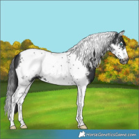 Horse Color:Black Splash Tobiano Frame