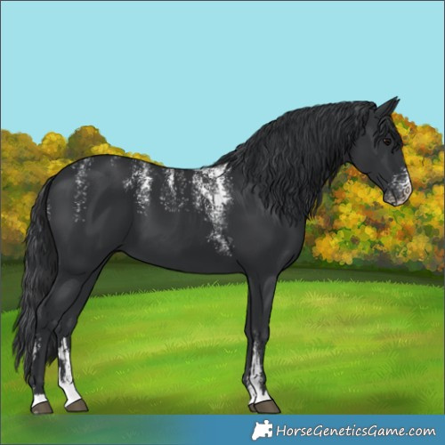 Horse Color:Powder White Black 