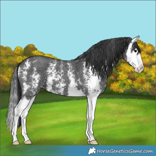 Horse Color:Black Sabino Splash 