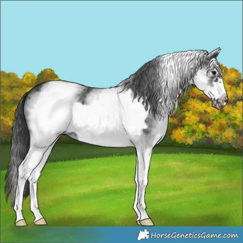 Horse Color:White Spotted Black Frame 