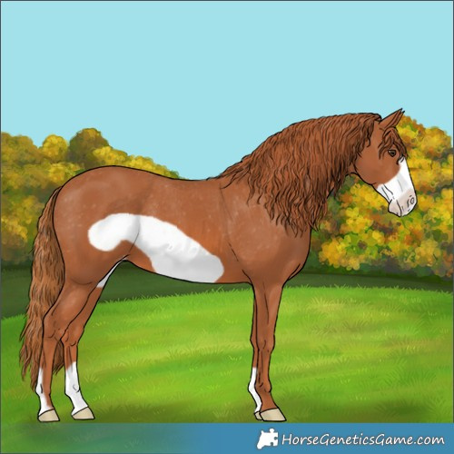 Horse Color:Chestnut Frame Appaloosa 