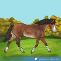 Horse Color:Bay and Bay