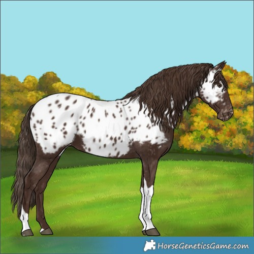 Horse Color:Liver Chestnut Tobiano Appaloosa 