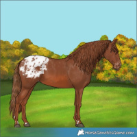 Horse Color:Chestnut Blanket 