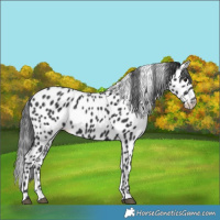 Horse Color:Black Leopard