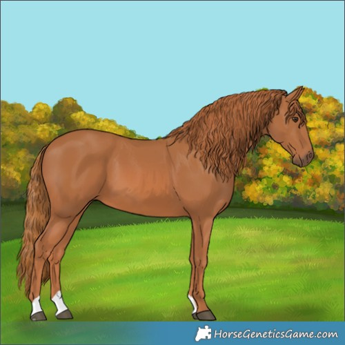 Horse Color:Chestnut 