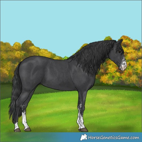 Horse Color:Black Sabino 