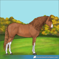 Horse Color:White Spotted Chestnut