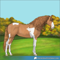 Horse Color:White Spotted Chestnut Tobiano 
