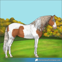 Horse Color:Chestnut Splash Tobiano Frame 
