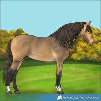 Horse Color:Buckskin