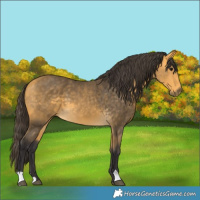 Horse Color:Buckskin 