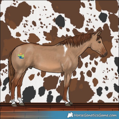 Horse Color:Red Dun Tobiano 