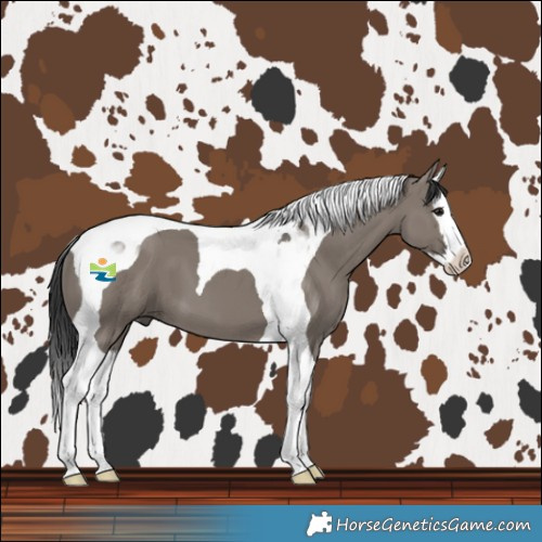 Horse Color:Grullo Splash Tobiano 