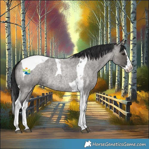 Horse Color:Grullo Roan Splash Tobiano 