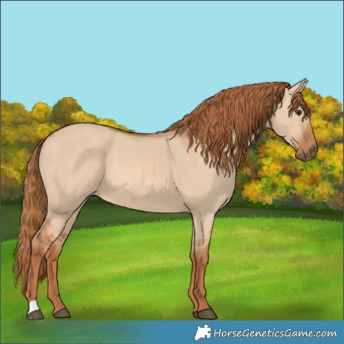 Horse Color:Red Dun 