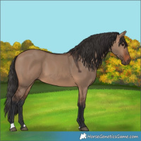 Horse Color:Brown Dun 