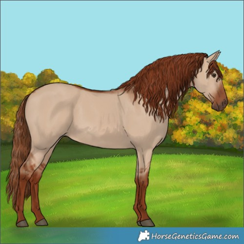 Horse Color:Red Dun 