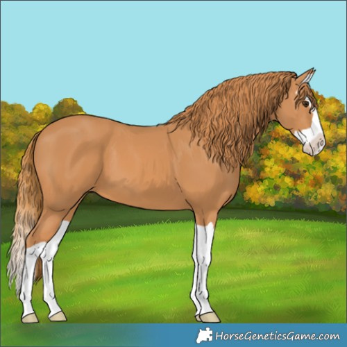 Horse Color:Chestnut Splash 