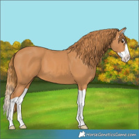 Horse Color:Chestnut Splash