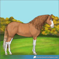 Horse Color:Chestnut Splash 