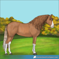 Horse Color:Chestnut Splash