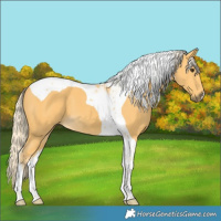 Horse Color:Palomino Tobiano 