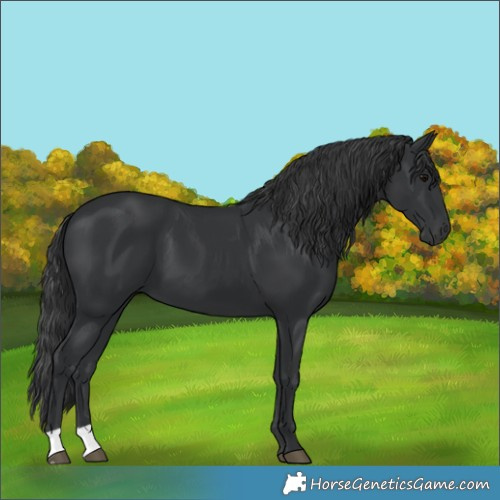 Horse Color:Unknown 