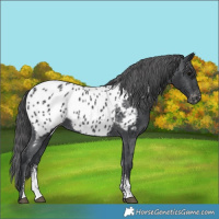 Horse Color:Black Sabino Near Leopard 