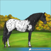 Horse Color:Black Sabino Appaloosa 