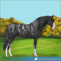 Horse Color:Powder White Black 