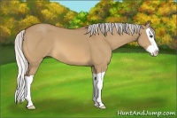 Horse Color:Silver Bay Dun Splash
