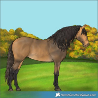 Horse Color:Buckskin 