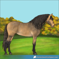 Horse Color:Buckskin 