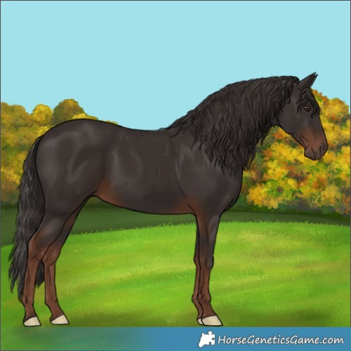 Horse Color:Liver Chestnut 