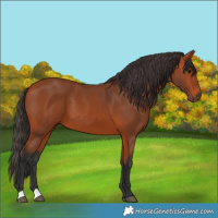 Horse Color:Bay 