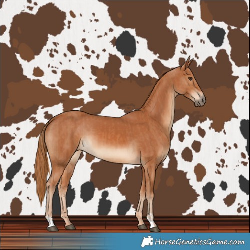 Horse Color:Chestnut  and Chestnut 
