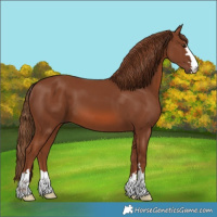 Horse Color:Chestnut 