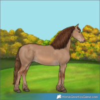 Horse Color:Red Dun